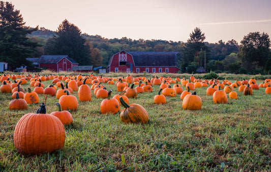 Fall Menu Background: Farm during sunset with pumpkins in the foreground